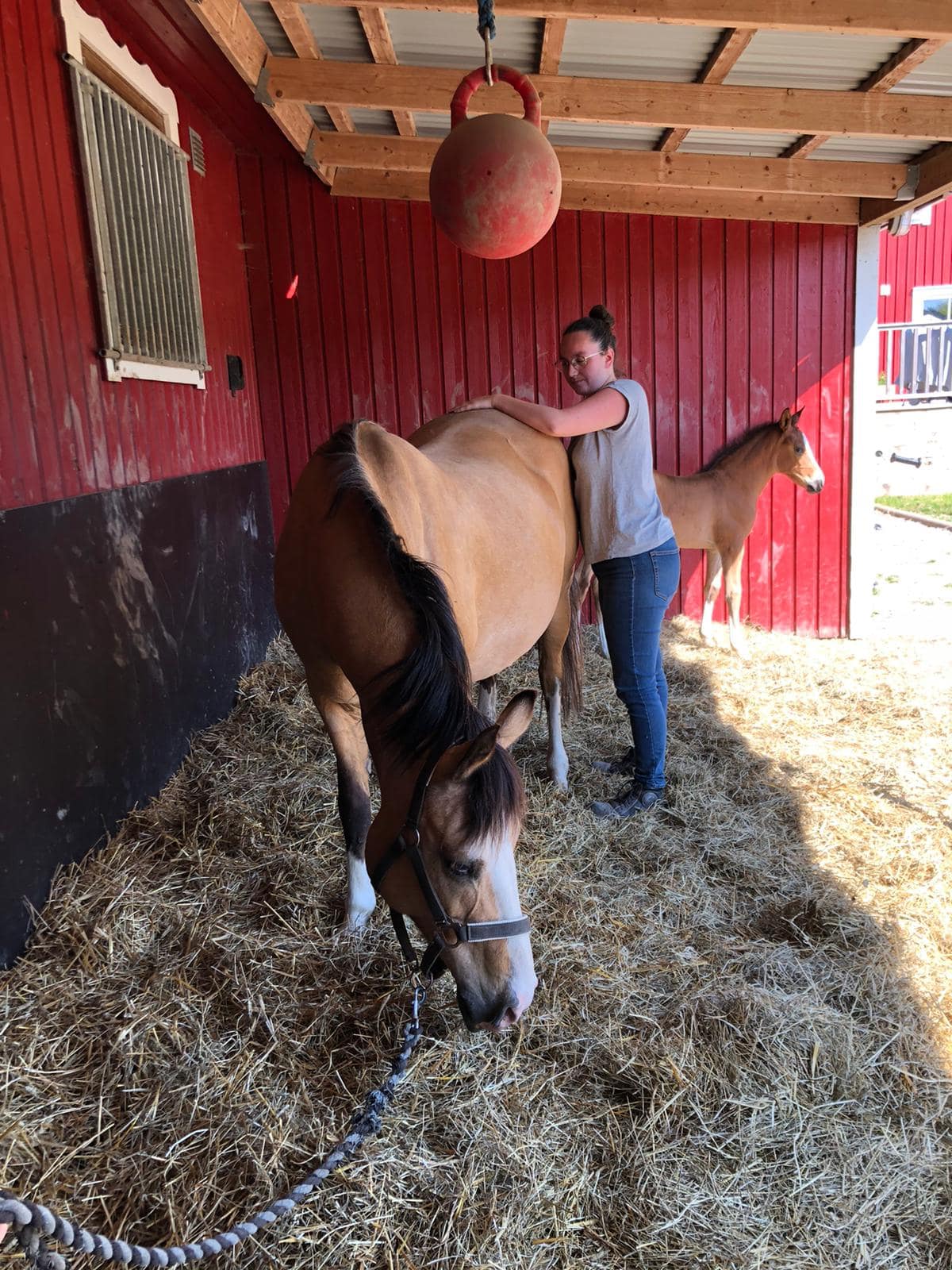 Cheval en séance d'osthéopathie