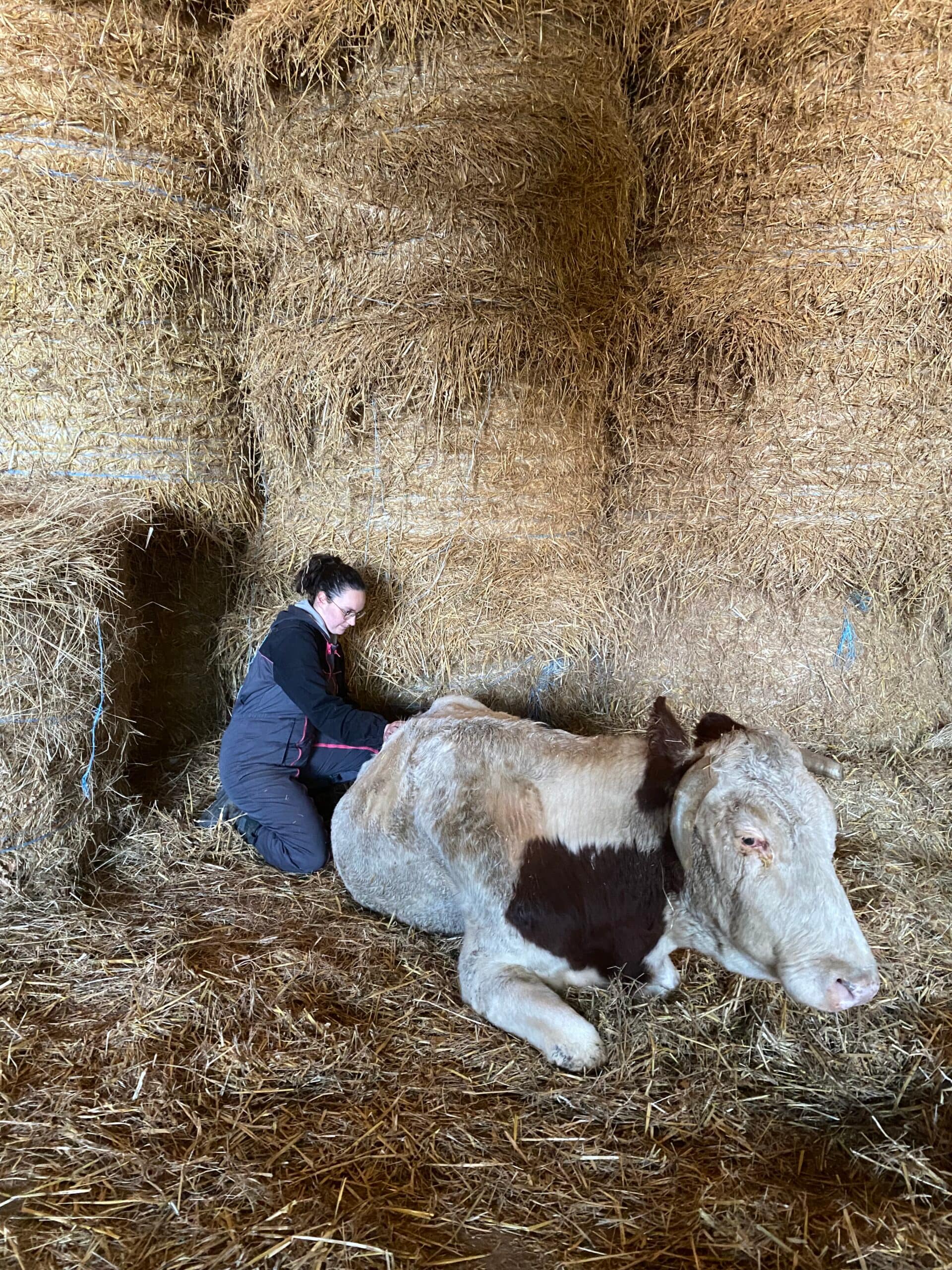 Séance avec une vache