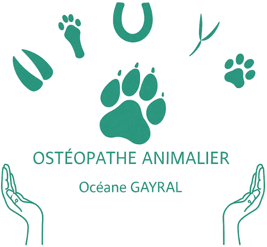 Logo d'Océane Gayral Ostéopthe animalier - sans fond